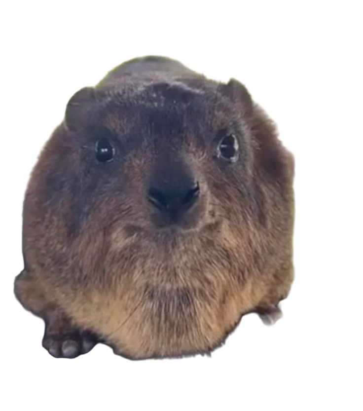 a hungry hyrax